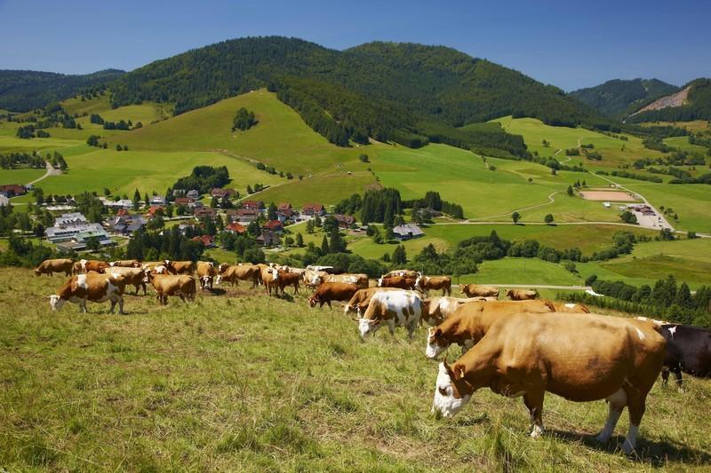 Ferienwohnungen Haus Marlene Kaiser Bernau im Schwarzwald Exterior foto